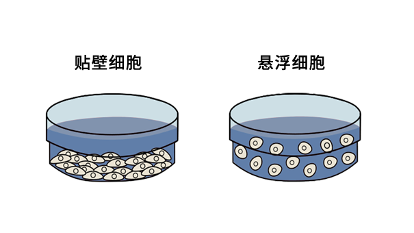 Product Recommendation | TC Treatment to Unlock Hydrophilic Password, Cell Adhesion More Stable and Stronger image