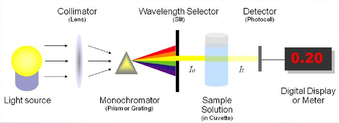 Essential Insights | Common Protein Detection Methods Used in the Lab image