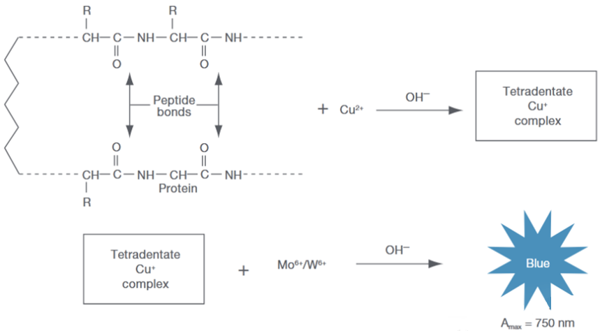 Essential Insights | Common Protein Detection Methods Used in the Lab image