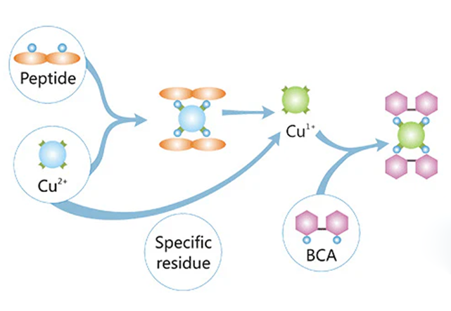 Essential Insights | Common Protein Detection Methods Used in the Lab image