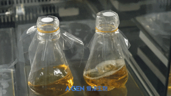 New Product Release | A-Gen Bacteria Culture Bottle and High Temperature Resistant Sealing Film image
