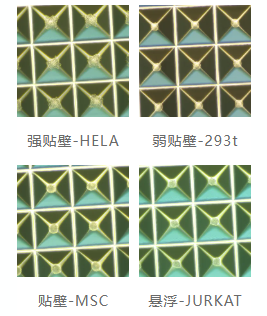 SpheroNex细胞球体培养6孔板_3D细胞培养耗材-爱津生物图片