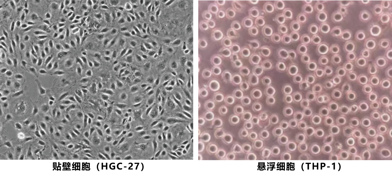 贴壁细胞（HGC-27） 悬浮细胞（THP-1）_细胞培养皿_爱津生物