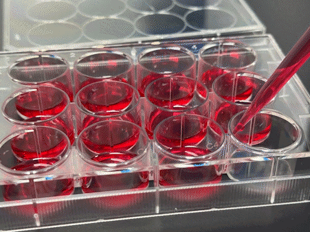 细胞培养系列_细胞培养板_实验室耗材_爱津生物