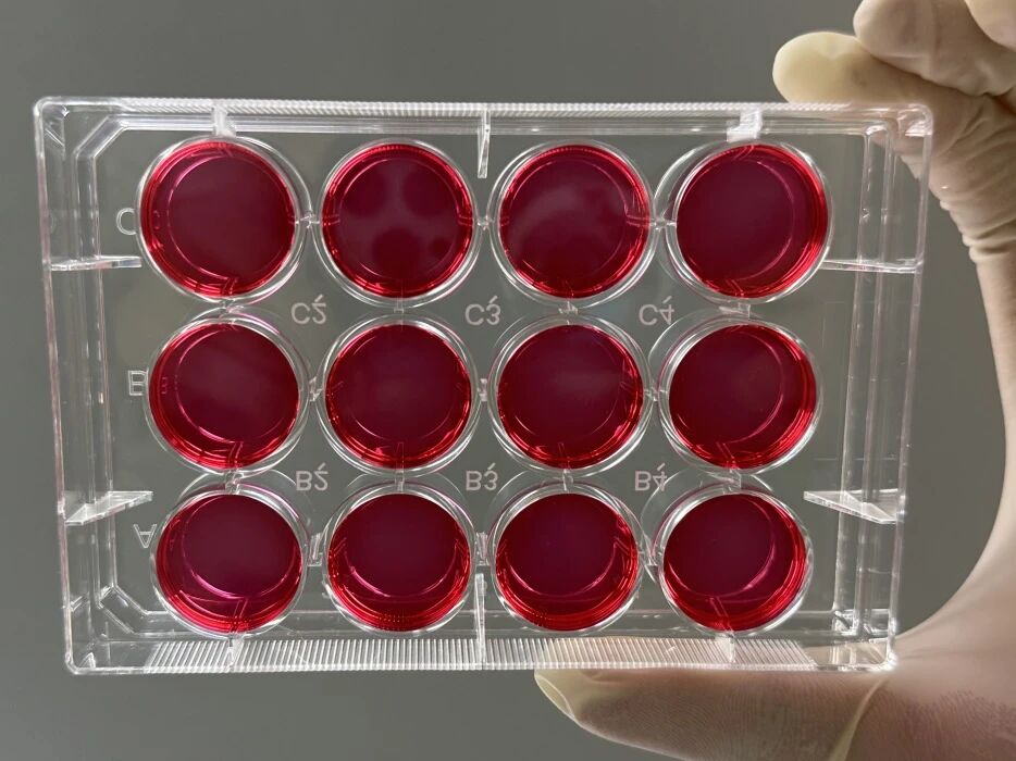 实验室耗材批发_细胞培养系列_爱津生物