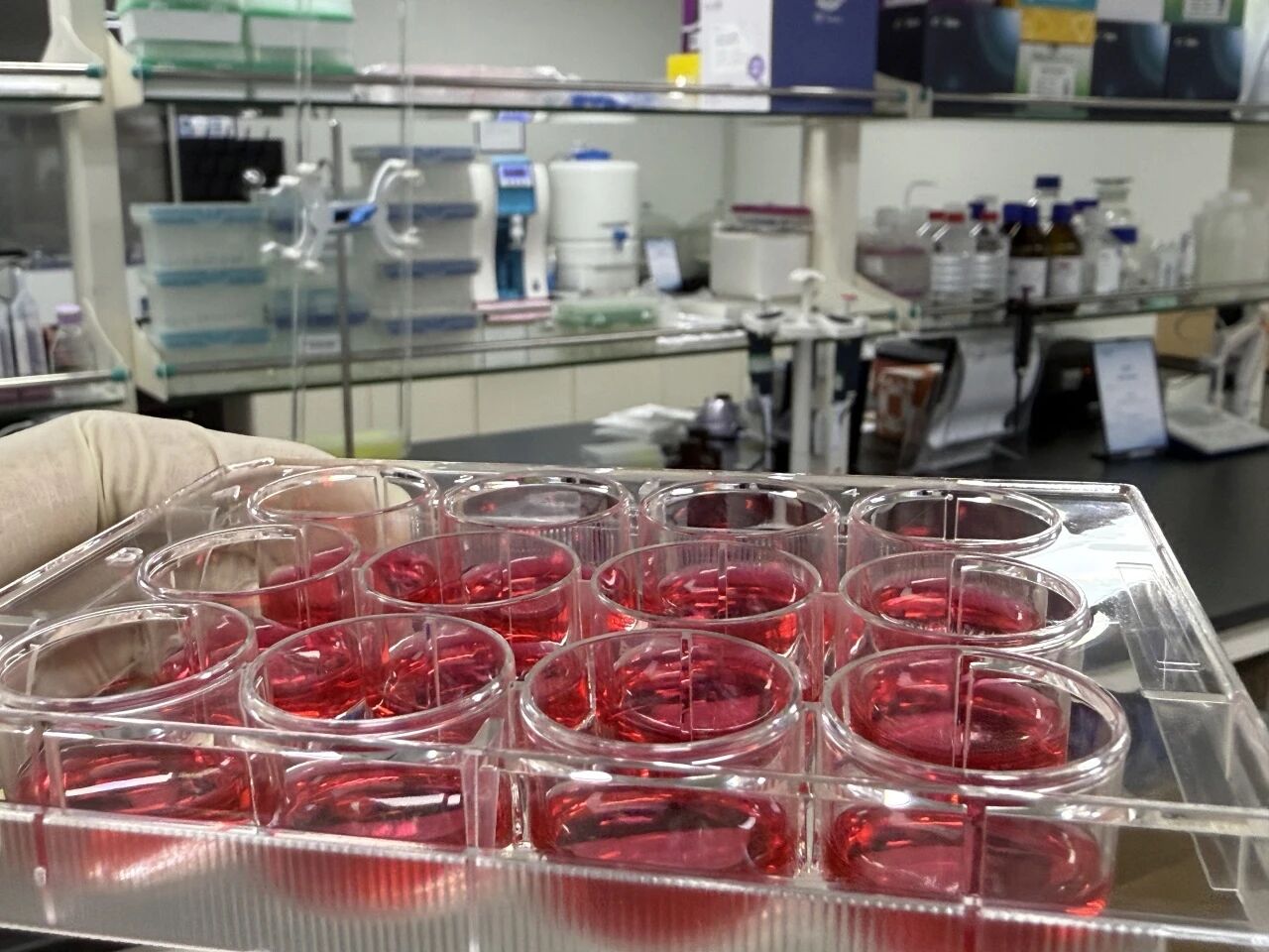 细胞培养系列_静置细胞培养板_爱津生物