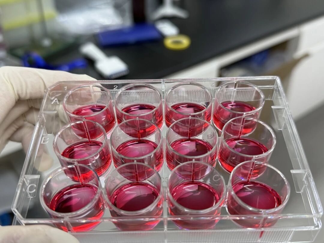 实验室耗材厂家_共培养实验_细胞培养皿_爱津生物