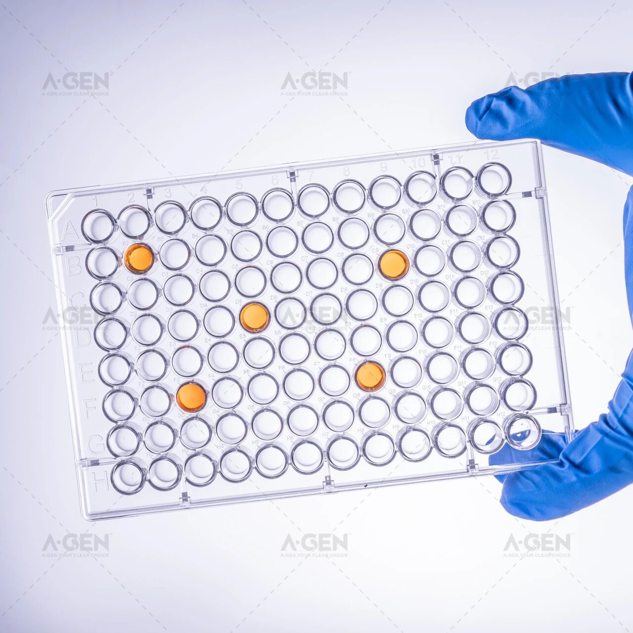 实验室常用蛋白检测方法_蛋白浓度测定指南-爱津生物图片