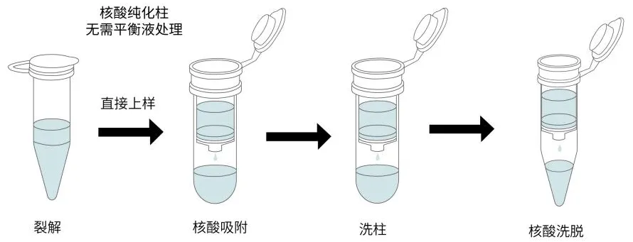 质粒提取浓度总上不去?90% 的科研人都踩过这些坑图片