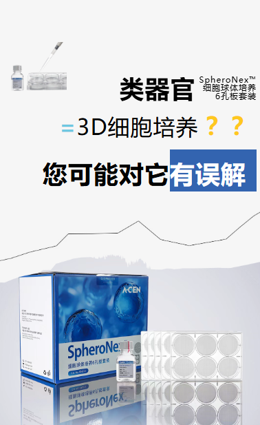 类器官与3D细胞培养作为体外细胞研究_爱津生物