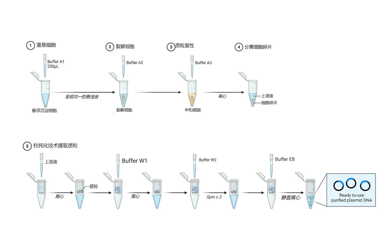 实验关键技巧示意图_爱津生物