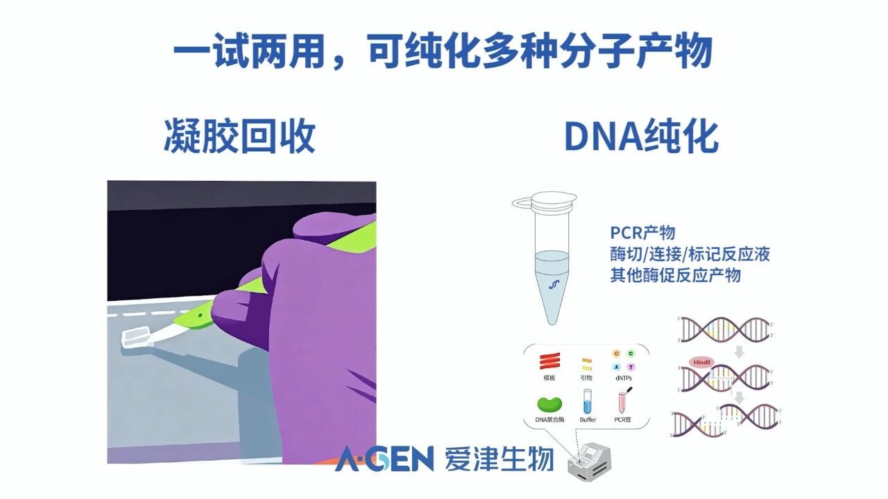 一试两用可纯化多种分子产物_爱津生物