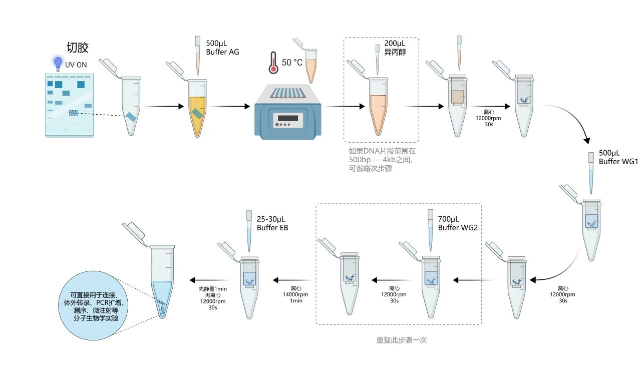 干货分享|一篇看懂爱津质粒 / 胶回收 / PCR 纯化试剂盒核心优势图片