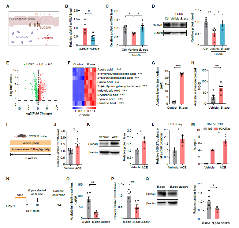 重磅喜报 | 南方医科大学曹雄教授团队登顶《Cell Metabolism》，爱津生物科研激励兑现！图片