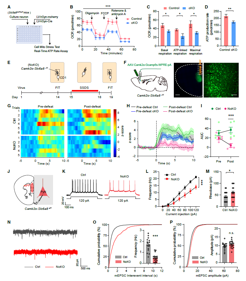 重磅喜报 | 南方医科大学曹雄教授团队登顶《Cell Metabolism》，爱津生物科研激励兑现！图片