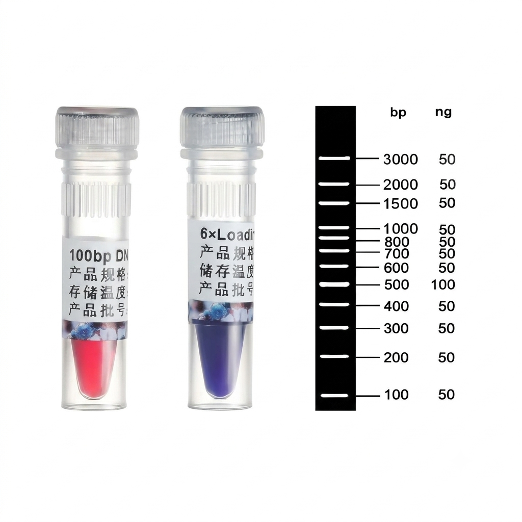 100bp DNA Ladder
