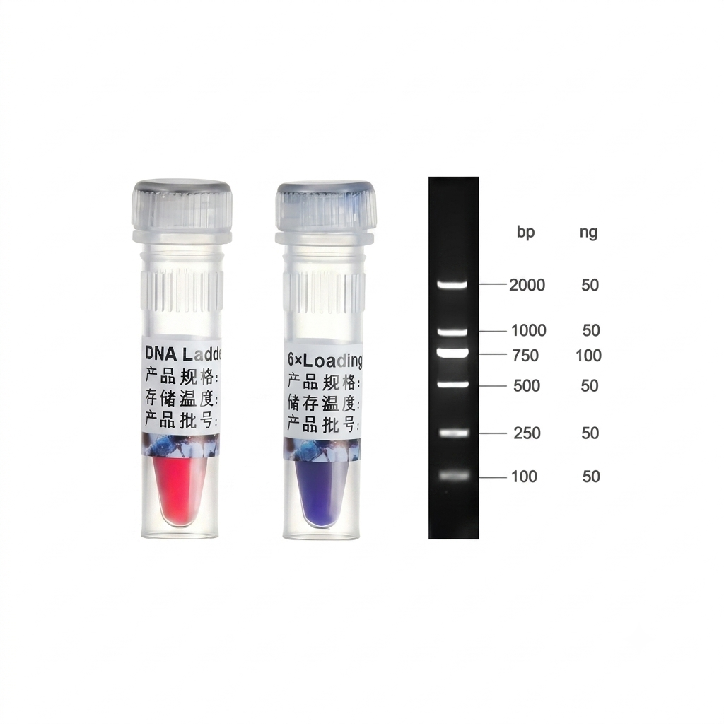 DNA Ladder 2000